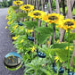 🌻 Realistic & Weatherproof | Solar Sunflower | IP65 Outdoor Decor