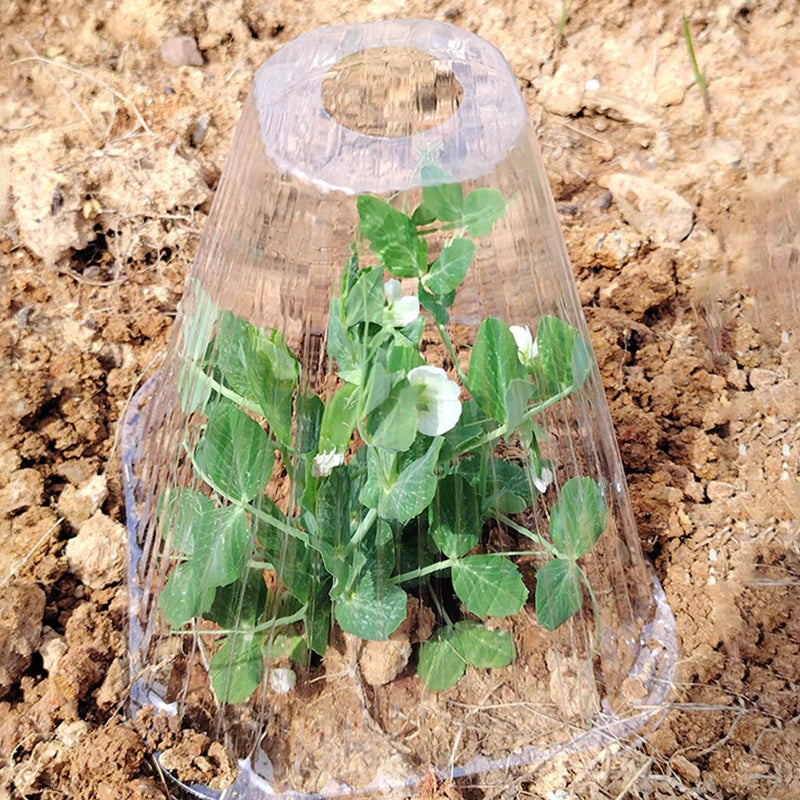 20/30 PCS Clear Garden Cloche for Plants