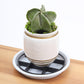 Root-Saving Pot Riser – elevates planters, promotes airflow, keeps floors clean – for indoor & outdoor use. 🔥🏠